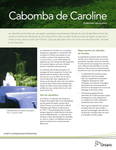 Cabomba de Caroline