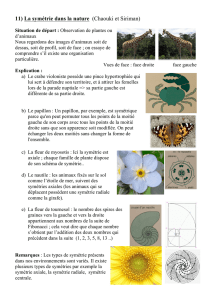 11) La symétrie dans la nature (Chaouki et Siriman)