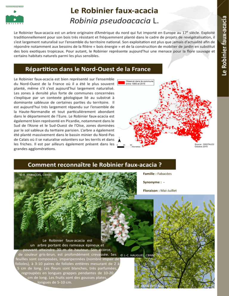 Le Robinier Faux acacia Robinia Pseudoacacia L 