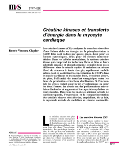 Créatine kinases et transferts d`énergie dans le - iPubli