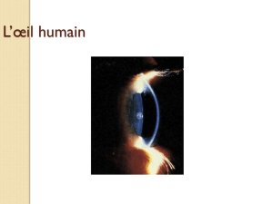 L`oeil humain