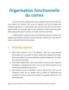 Organisation fonctionnelle du cortex