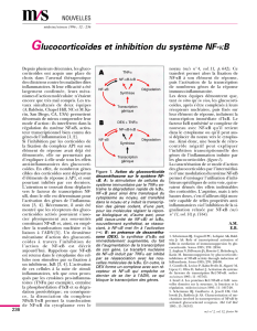 Glucocorticoïdes et inhibition du système NF-κB - iPubli