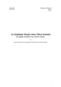 Le Système Visuel chez l`être humain