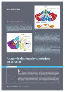 Anatomie des fonctions motrices du cervelet