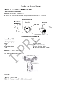 Corrigé exercices de Biologie