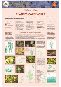 plantes carnivores - jardin botanique Henri Gaussen