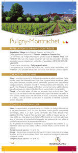 Puligny-Montrachet - Vins de Bourgogne