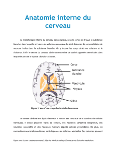 Anatomie interne du cerveau