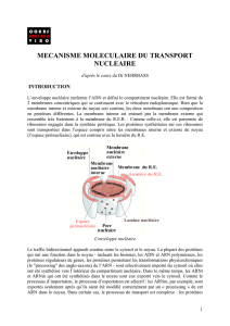 Mecanisme moleculaire du transport nucleaire