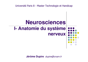 Neurosciences - Université Paris 8