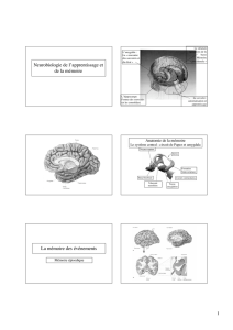 1 Neurobiologie de l`apprentissage et de la mémoire La