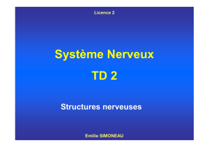 Système Nerveux TD 2