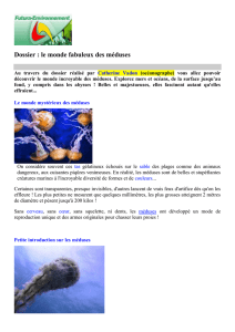 Dossier : le monde fabuleux des méduses - Bio95