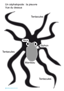 Un céphalopode : la pieuvre Vue du dessus Tentacules Tentacules