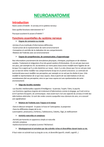neuroanatomie - WordPress.com