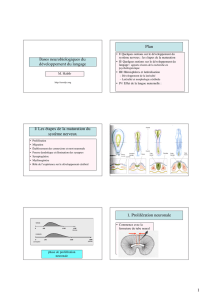 1 Plan I/ Les étapes de la maturation du système nerveux