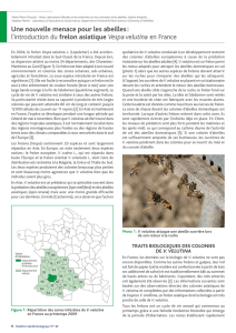 Une nouvelle menace pour les abeilles : l`introduction du frelon