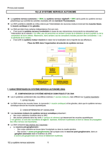 Le systeme nerveux autonome