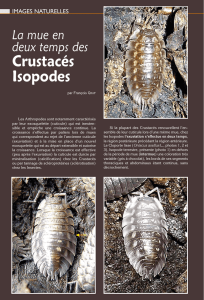 Crustacés Isopodes - Bourgogne