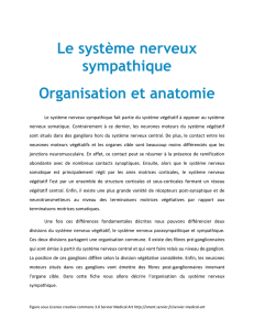 Le système nerveux sympathique Organisation et