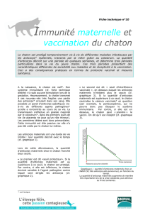 Immunité maternelle et vaccination du chaton