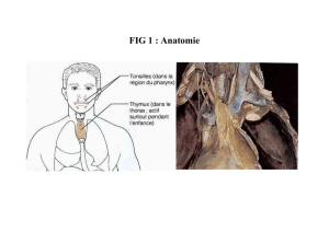 FIG 3: Histologie du thymus