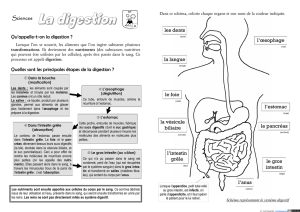 Sciences Qu`appelle-t-on la digestion ? Quelles sont les principales