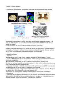 Le tissu nerveux