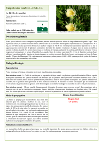 Carpobrotus edulis - Fédération des Conservatoires botaniques