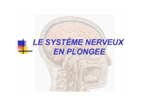 syst&egrave;me nerveux