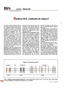 Système HLA, molécules de classe Il - iPubli
