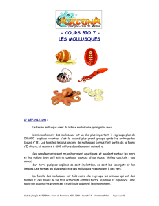cours bio 7 - les mollusques