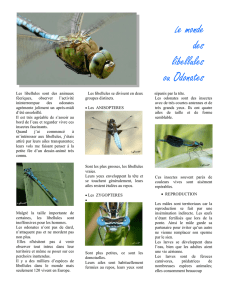 Le monde des libellules ou Odonates - Loir-et
