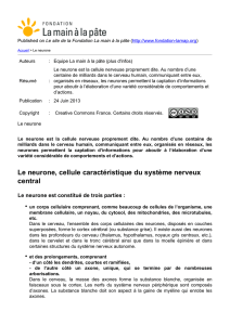 Le neurone - Fondation La main à la pâte