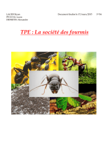 TPE : La société des fourmis