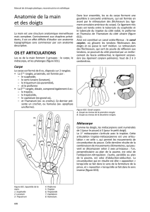 Anatomie de la main et des doigts