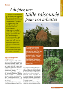 taille raisonnée - PascalPrieur.com