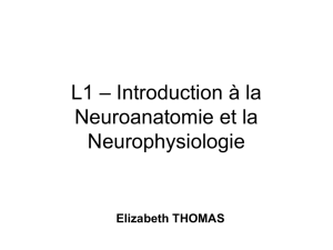 L1 &ndash; Introduction &agrave; la Neuroanatomie et la Neurophysiologie