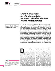 Chimio-attraction ou chimio-répulsion axonale : rôle - iPubli