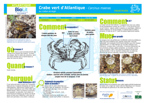 Crabe vert d`Atlantique - Carcinus maenas
