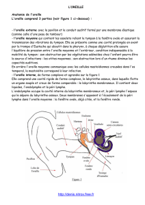 Anatomie de l`oreille