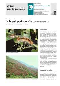 Le bombyx disparate (Lymantria dispar L.)