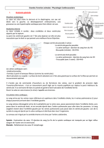 Physiologie cardiovasculaire