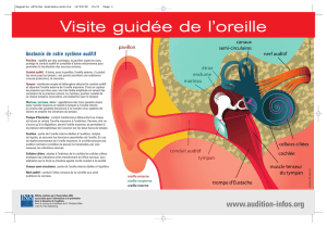Anatomie de l`oreille