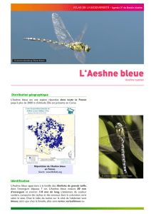 Aeshne bleue - Agenda 21