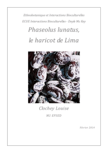 Phaseolus lunatus, le haricot de Lima