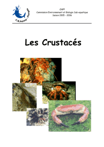 Les Crustacés - CN Poissy Plongée Commission Environnement et