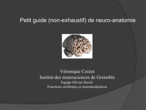 Anatomie 3&egrave;me