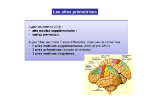 Les aires prémotrices - Neurosciences-comportement